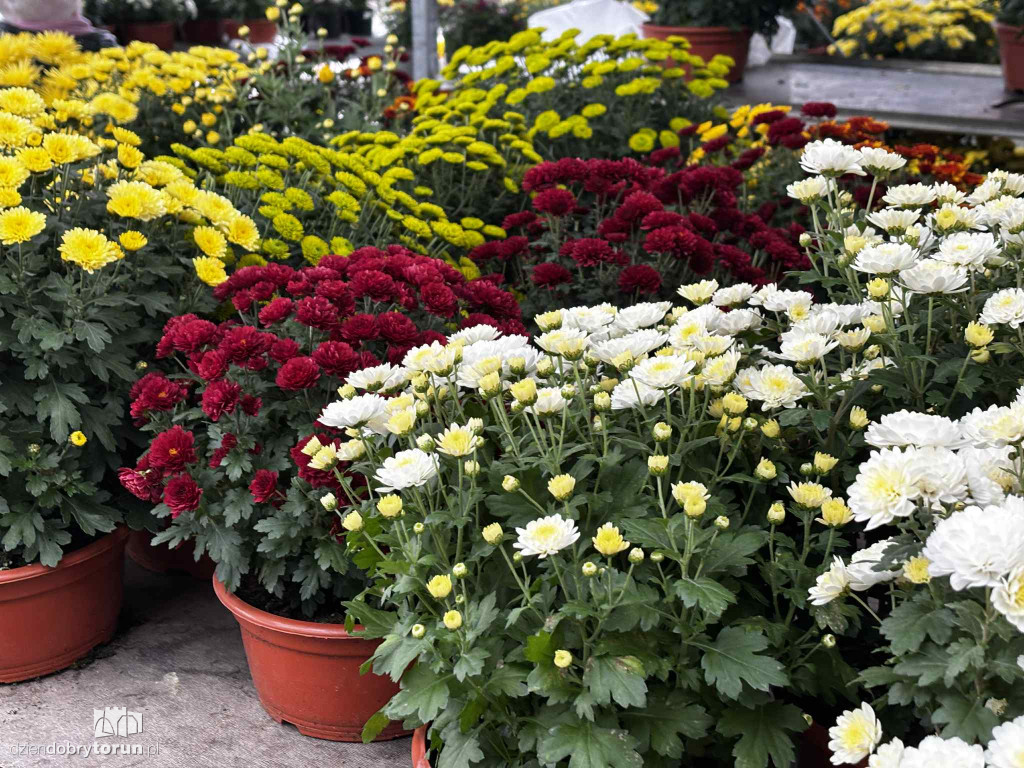 Kwiaty i znicze na toruńskim targowisku - jakie ceny?