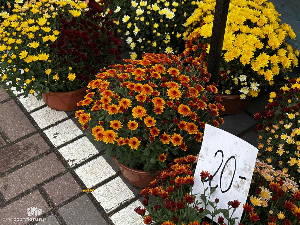 Kwiaty i znicze na toruńskim targowisku - jakie ceny?