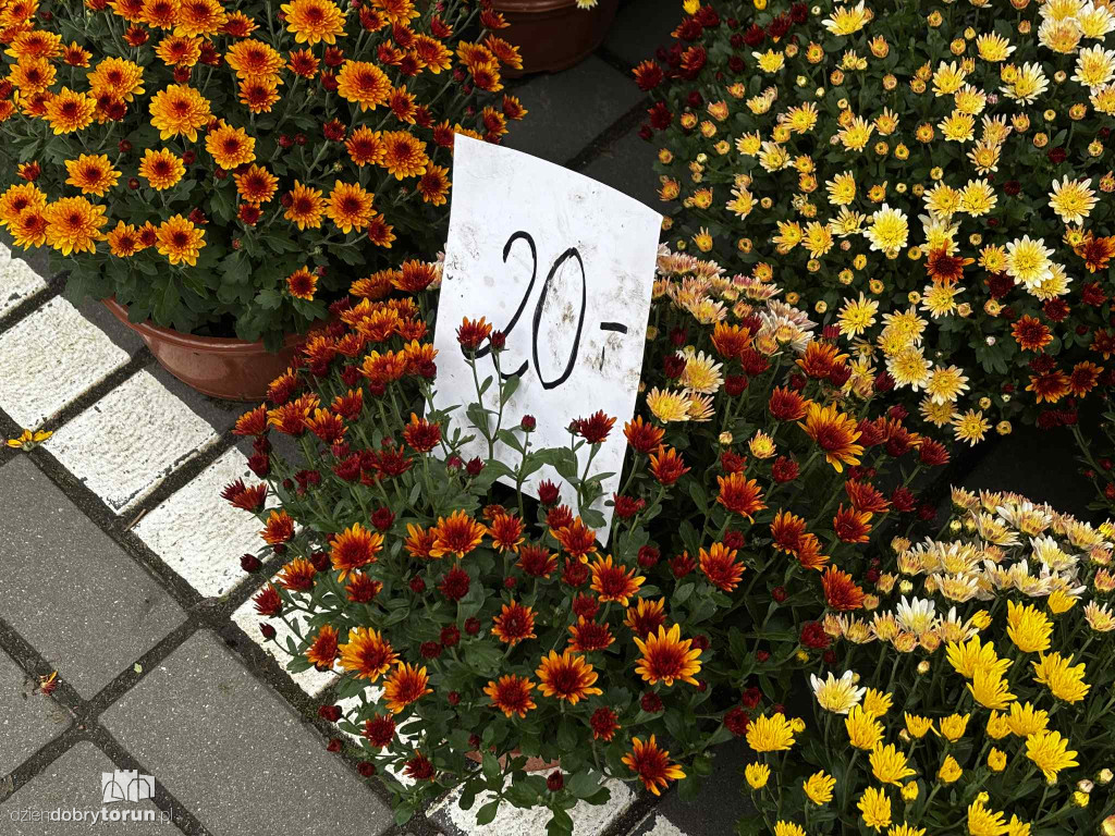 Kwiaty i znicze na toruńskim targowisku - jakie ceny?