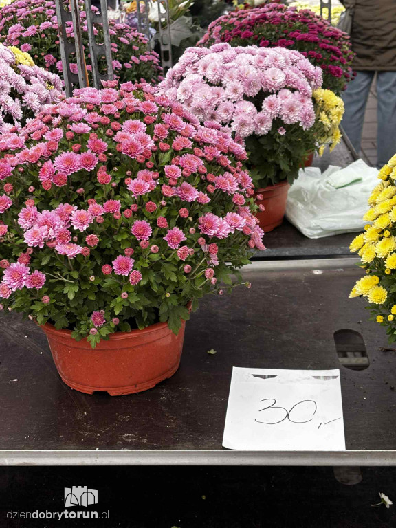 Kwiaty i znicze na toruńskim targowisku - jakie ceny?