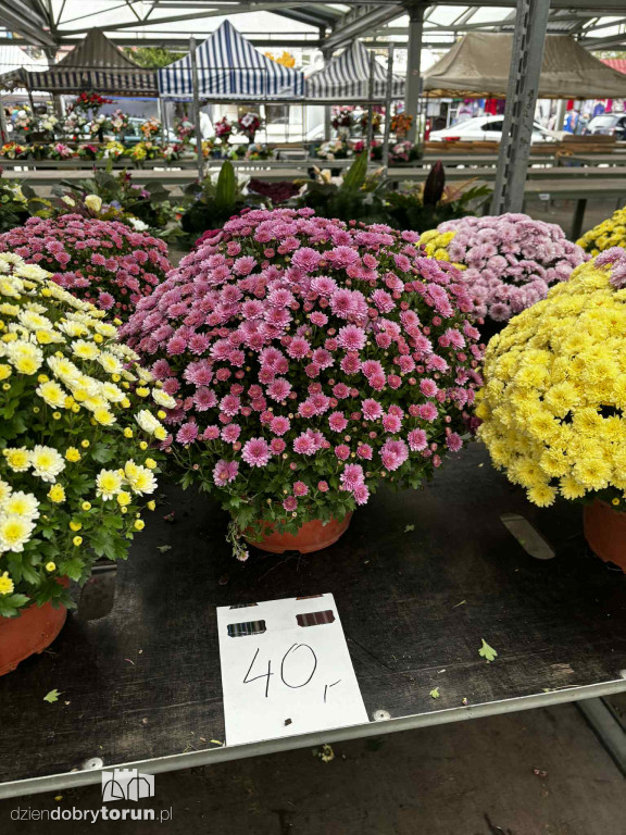 Kwiaty i znicze na toruńskim targowisku - jakie ceny?