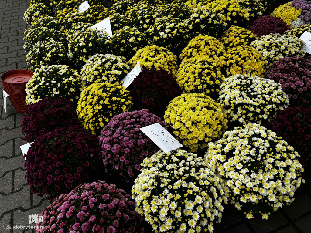 Kwiaty i znicze na toruńskim targowisku - jakie ceny?