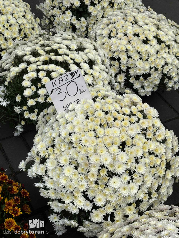 Kwiaty i znicze na toruńskim targowisku - jakie ceny?