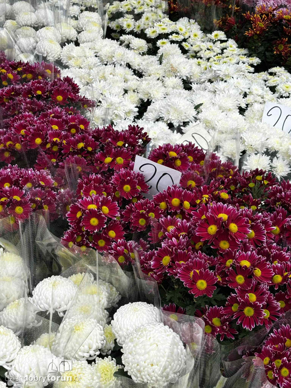 Kwiaty i znicze na toruńskim targowisku - jakie ceny?