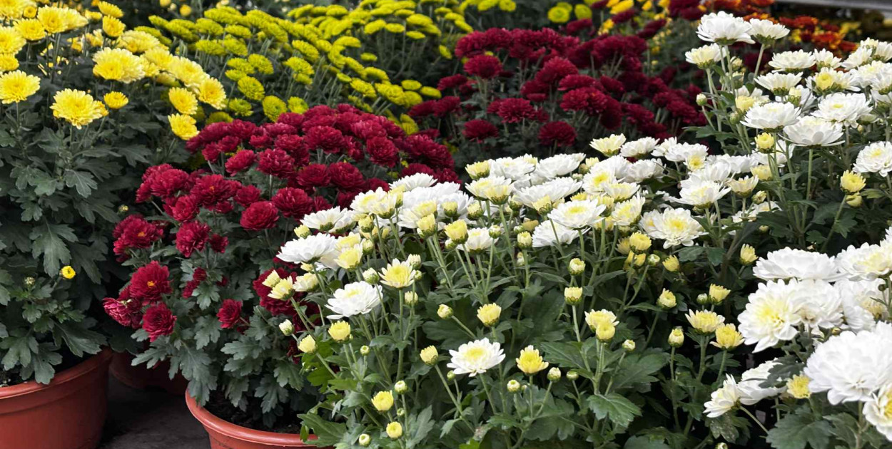 Kwiaty i znicze na toruńskim targowisku - jakie ceny?