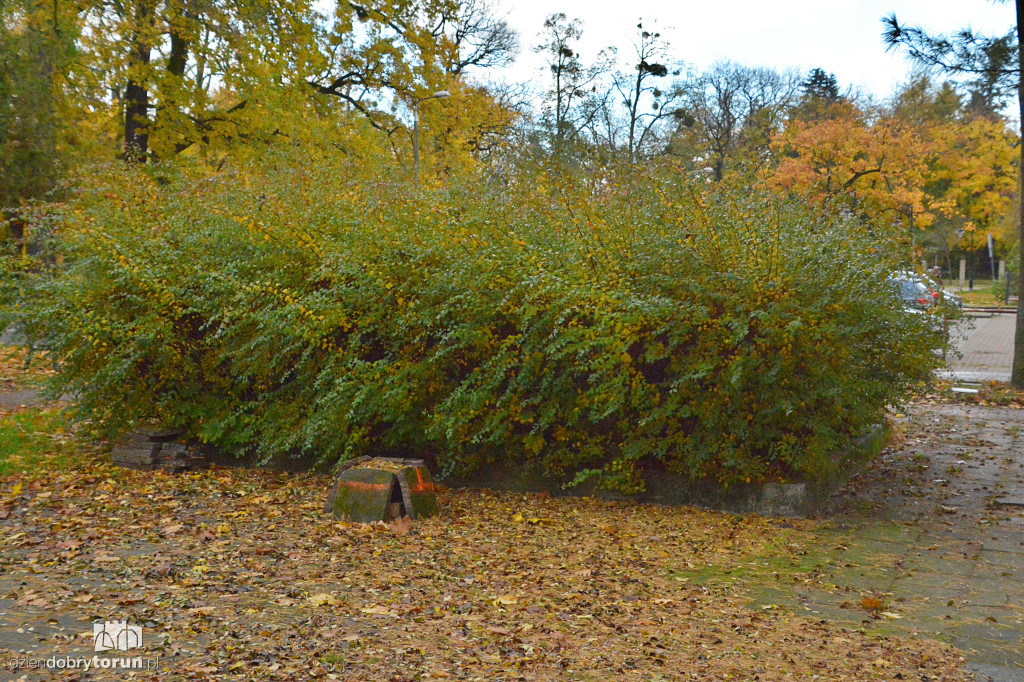 Tu stanie pomnik Zbigniewa Herberta