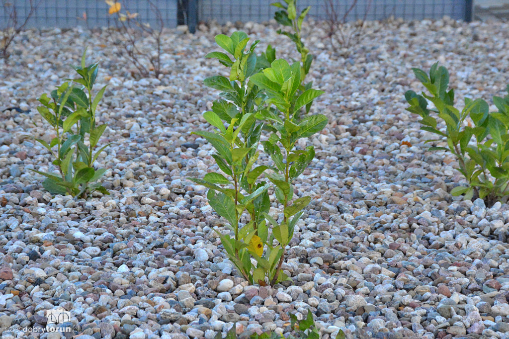 Tak wygląda nowe osiedle w Toruniu