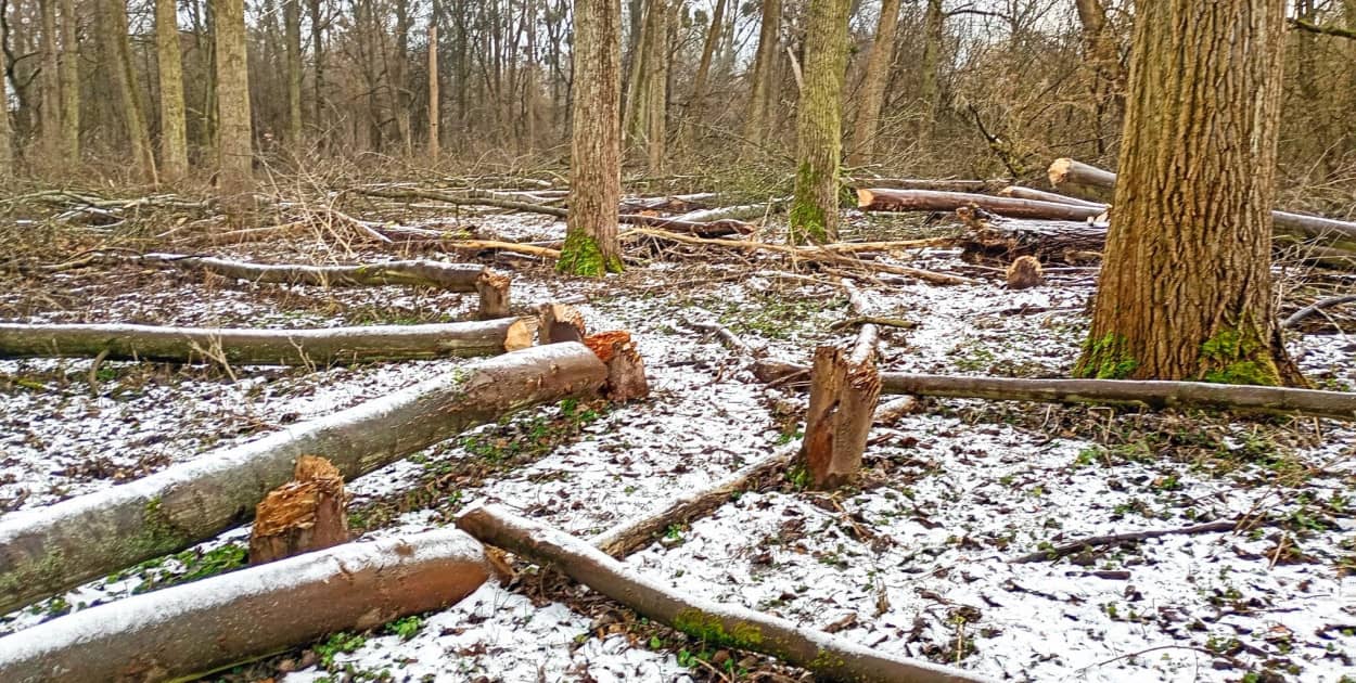 Fot. Wydział Środowiska i Ekologii UMT