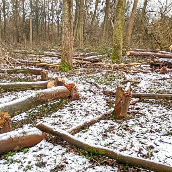 Fot. Wydział Środowiska i Ekologii UMT