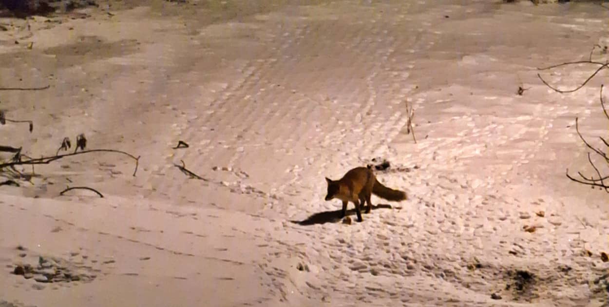 Fot. Daniel WIśniewski