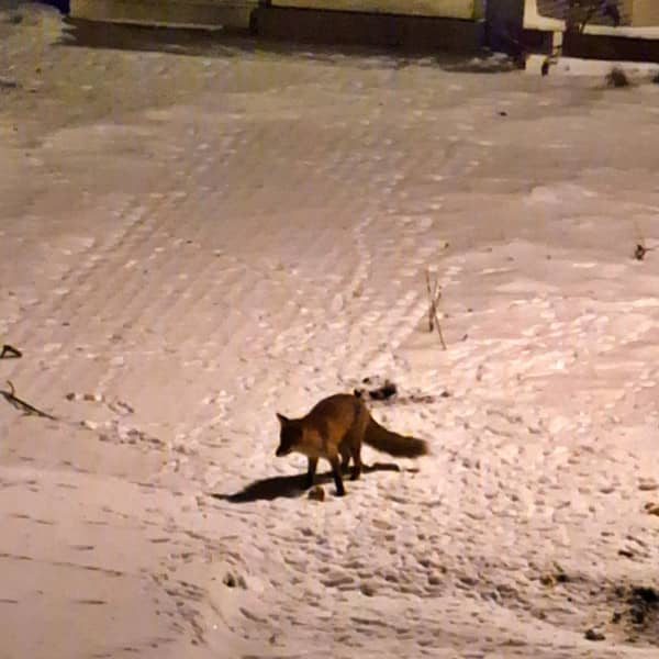 Fot. Daniel WIśniewski