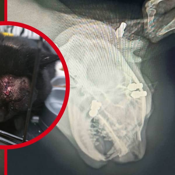 Fot. Fundacja Mondo Cane - Inspektorat Włocławek/Facebook