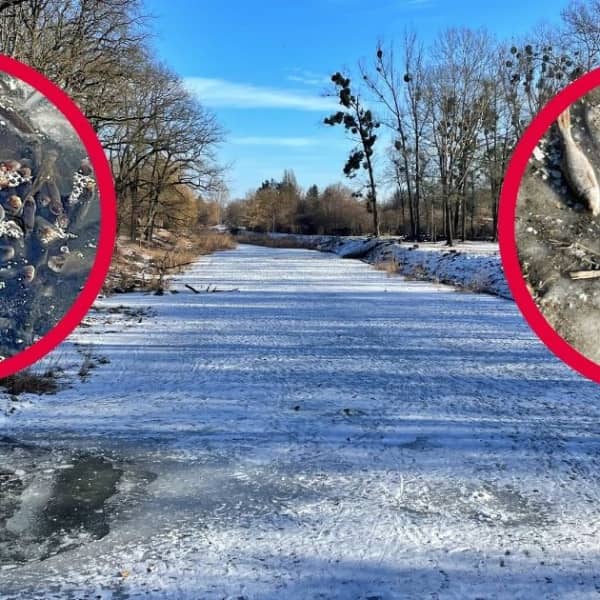 Fot. Daniel Wiśniewski