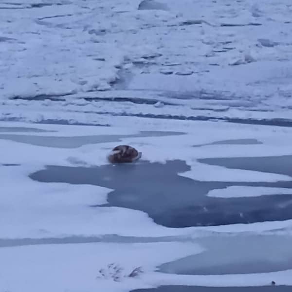 Fot: Patrol Eko Torun