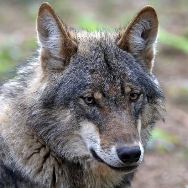 Zdjęcie ilustracyjne. Fot. Depositphotos.com