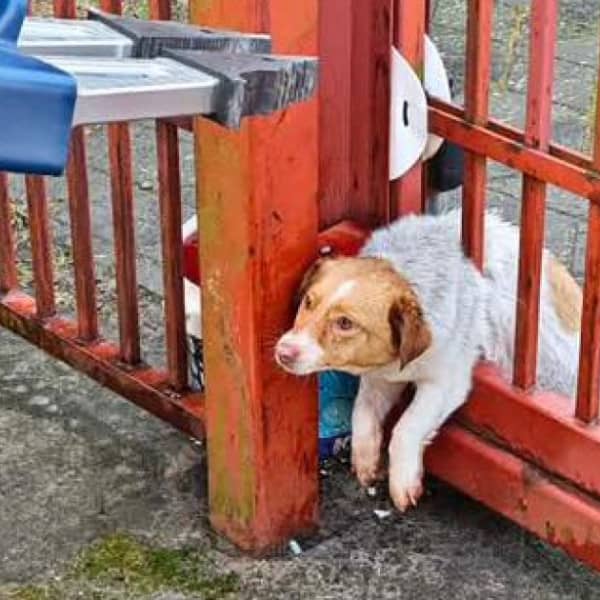 Fot. OSP KSRG Lubanie.