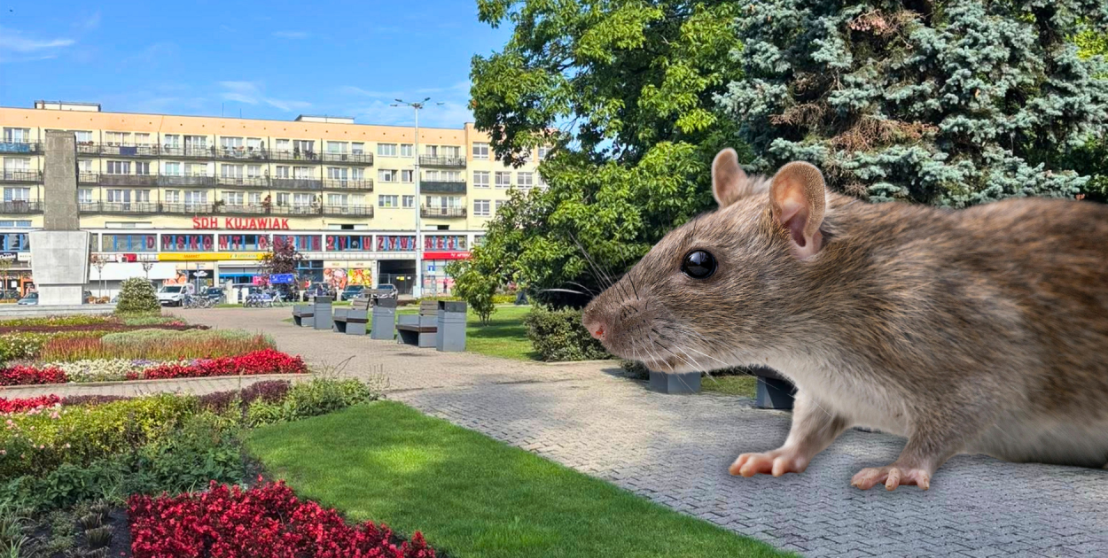 Zdjęcie