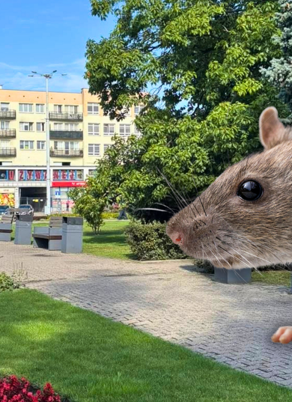 Zdjęcie