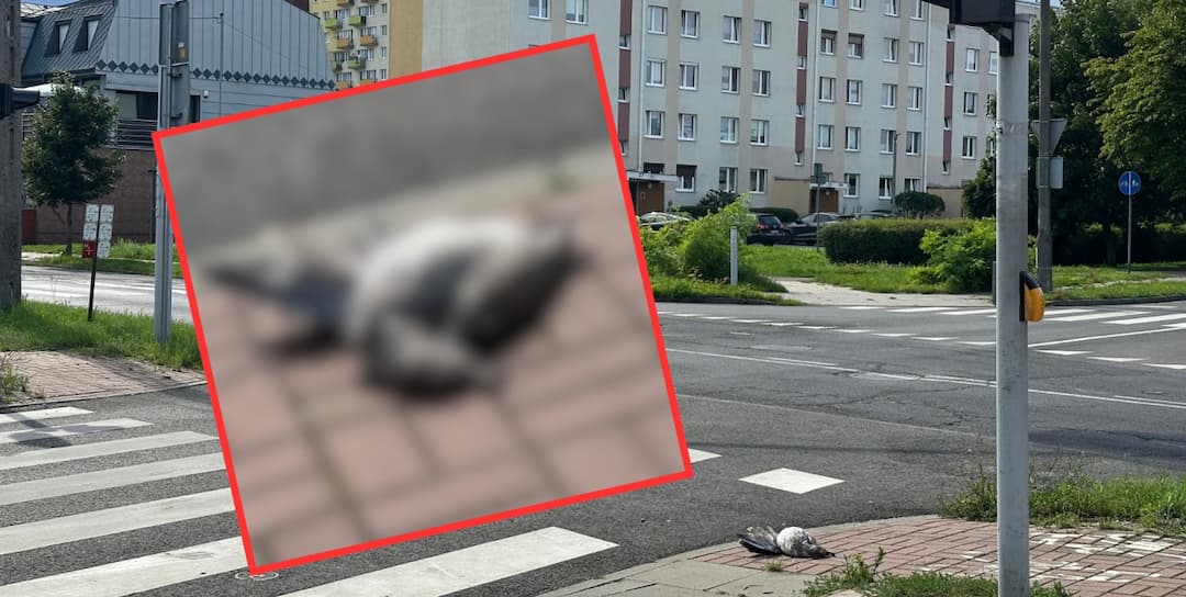 Zdjęcie