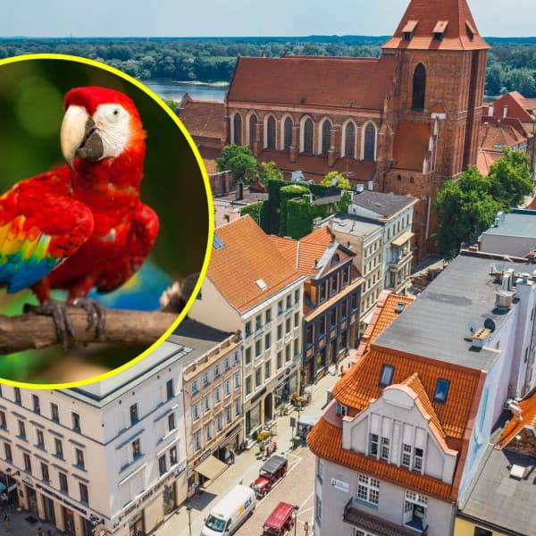 Zdjęcie w tle: Depositphotos. Papuga: Canva