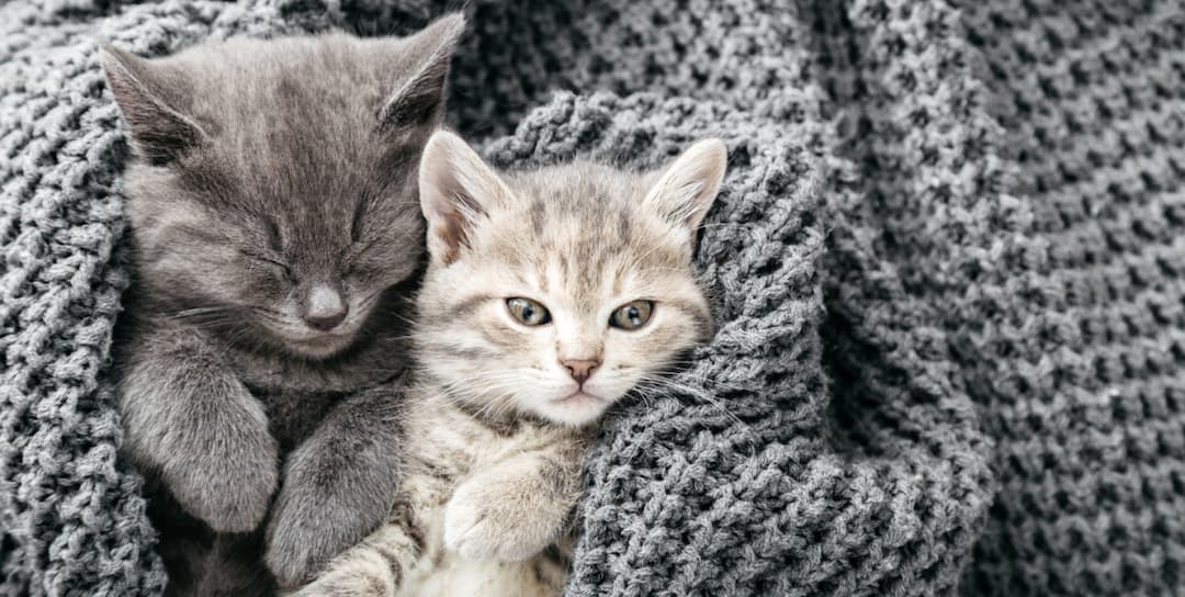 https://www.freepik.com/premium-photo/couple-cute-tabby-kittens-sleeping-gray-soft-knitted-blanket-cats-rest-napping-bed-feline-love-friendship-valentine-day-comfortable-pets-sleep-cozy-home-copy-space_16270403.htm#fromView=search&page=1&position=5&uuid=3