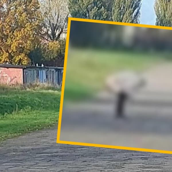 Fot. Spotted Włocławek