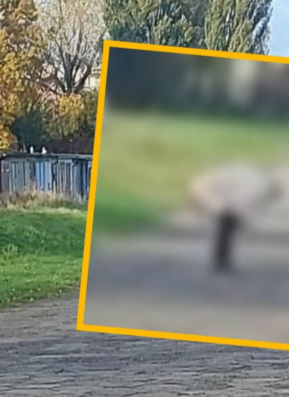 Fot. Spotted Włocławek