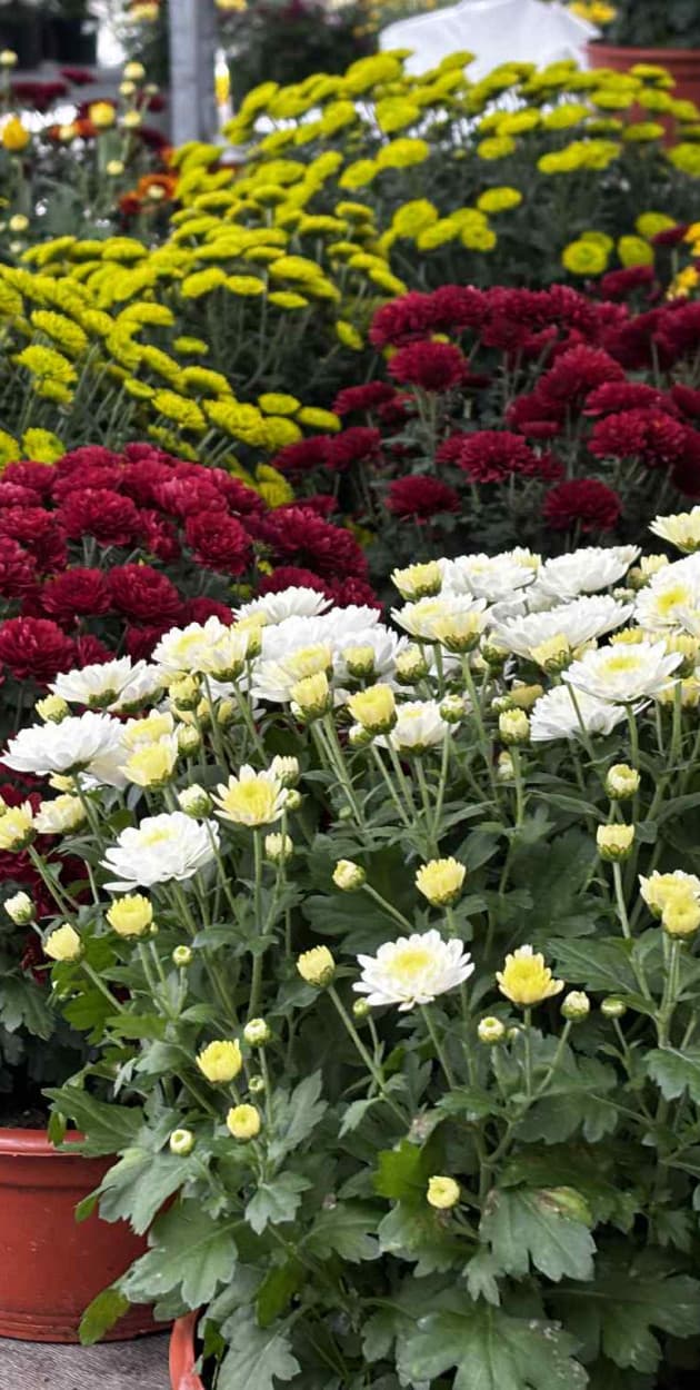 Fot: Weronika Polichnowska 