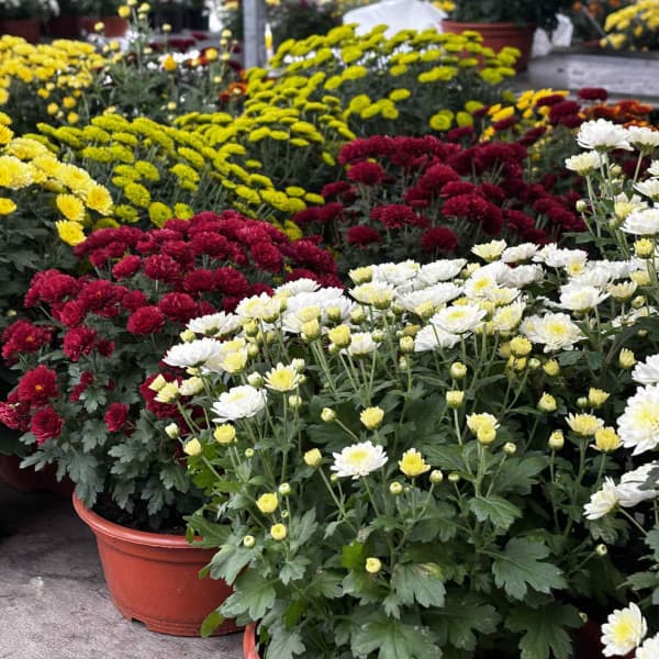 Fot: Weronika Polichnowska 