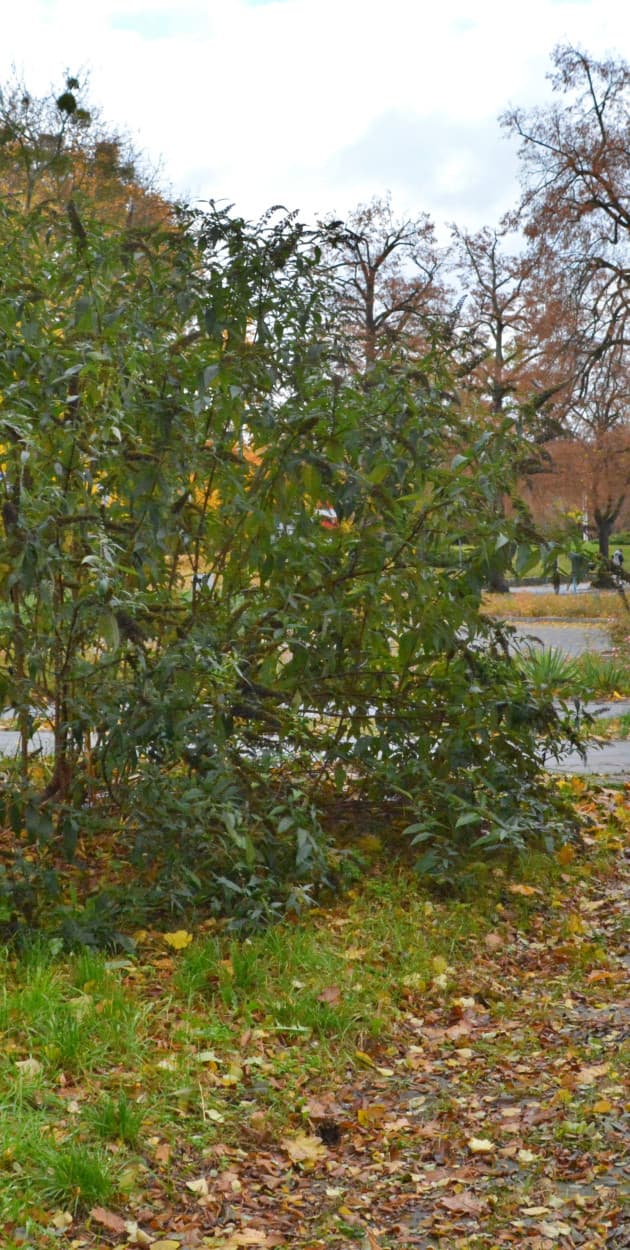 Fot. Daniel Wiśniewski