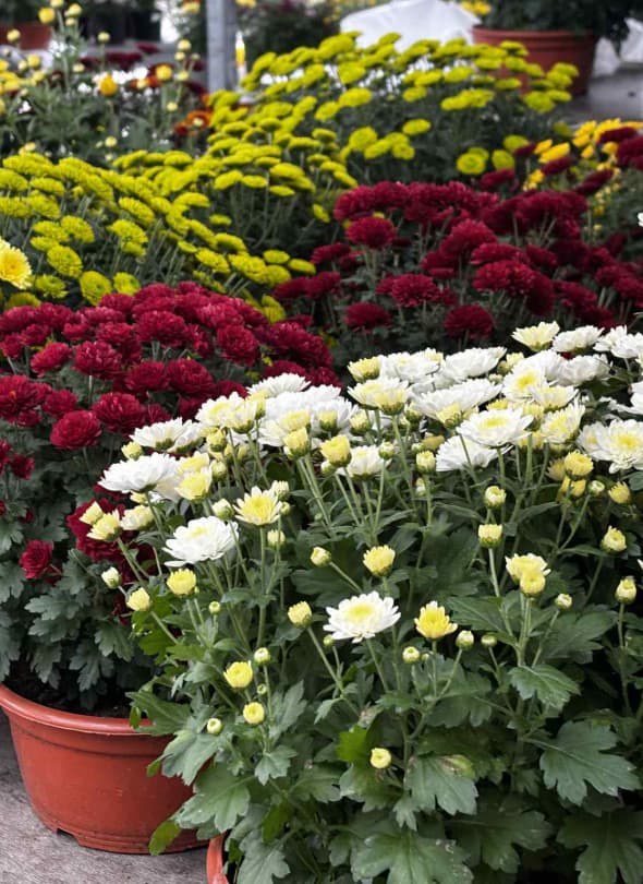 Fot: Weronika Polichnowska 