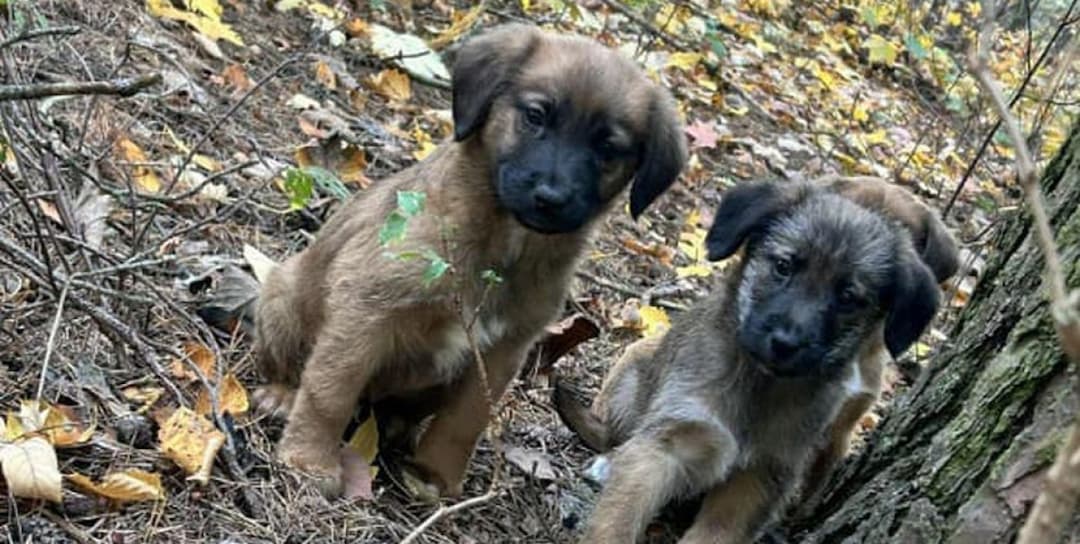 Fot: KPP w Inowrocławiu 