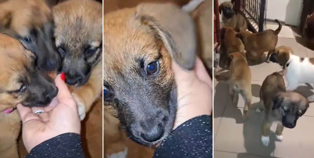 Screen z nagrania Stowarzyszenie \"Psi Głos - Dom Tymczasowy\"