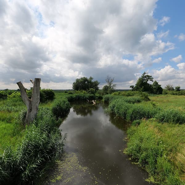 Fot. Leonhard Lenz, CC0, via Wikimedia Commons