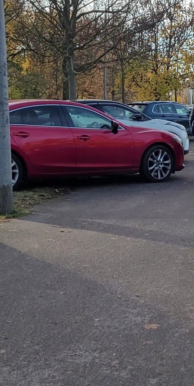 Toruńskie Święte Krowy