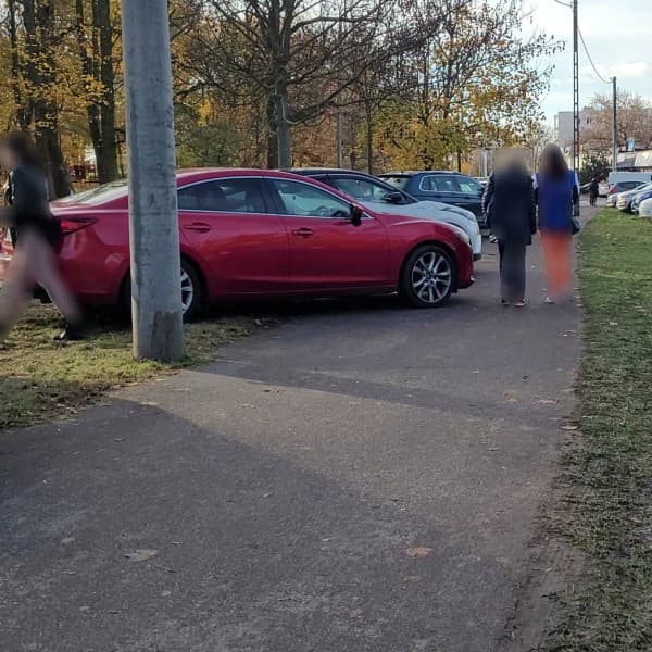 Toruńskie Święte Krowy