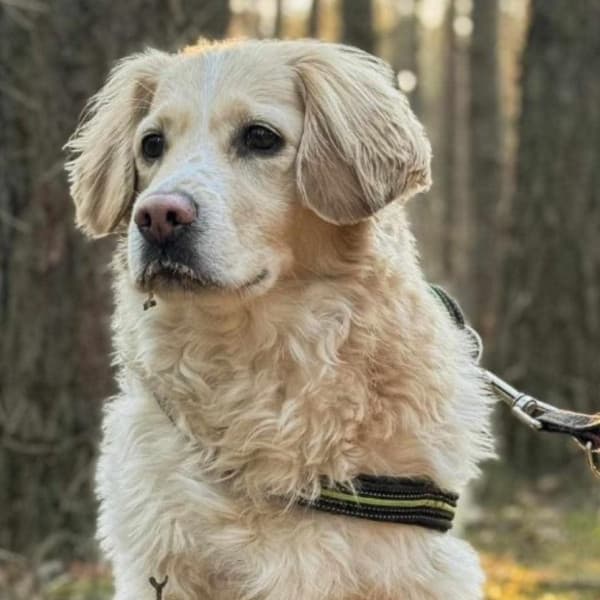 Pies Leon. Fot z pomagam.pl