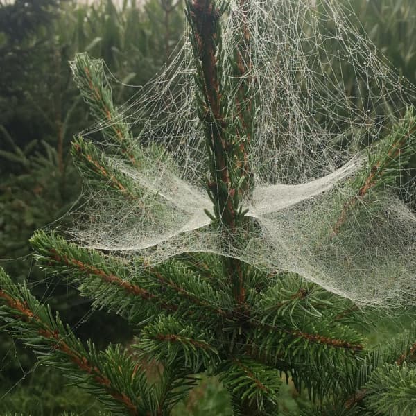 Obraz ElineTibboel z Pixabay