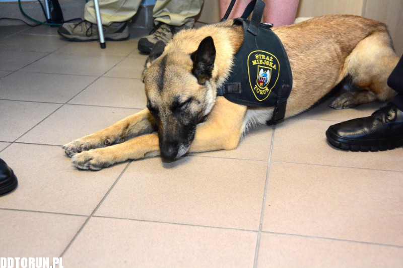 Dzień Straży Miejskiej w Toruniu