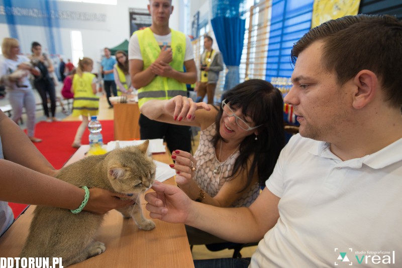 Międzynarodowa Wystawa Kotów Rasowych