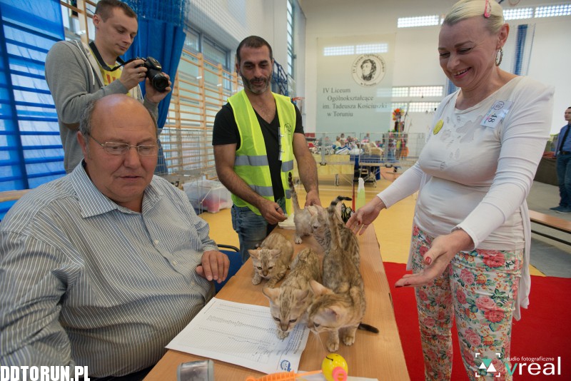 Międzynarodowa Wystawa Kotów Rasowych