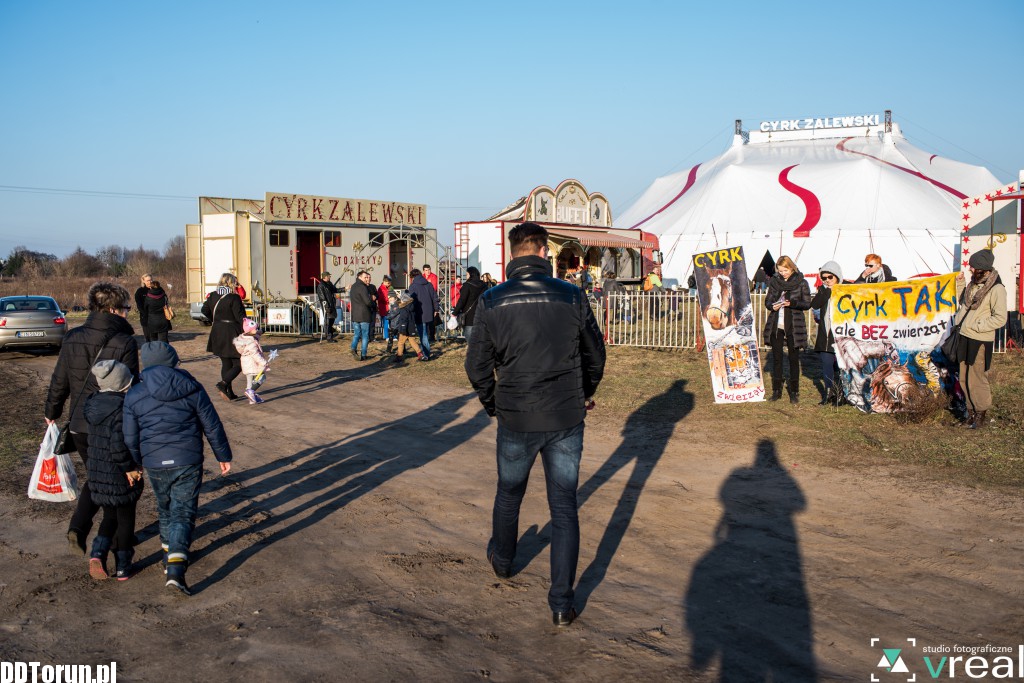 Chcą cyrku bez zwierząt