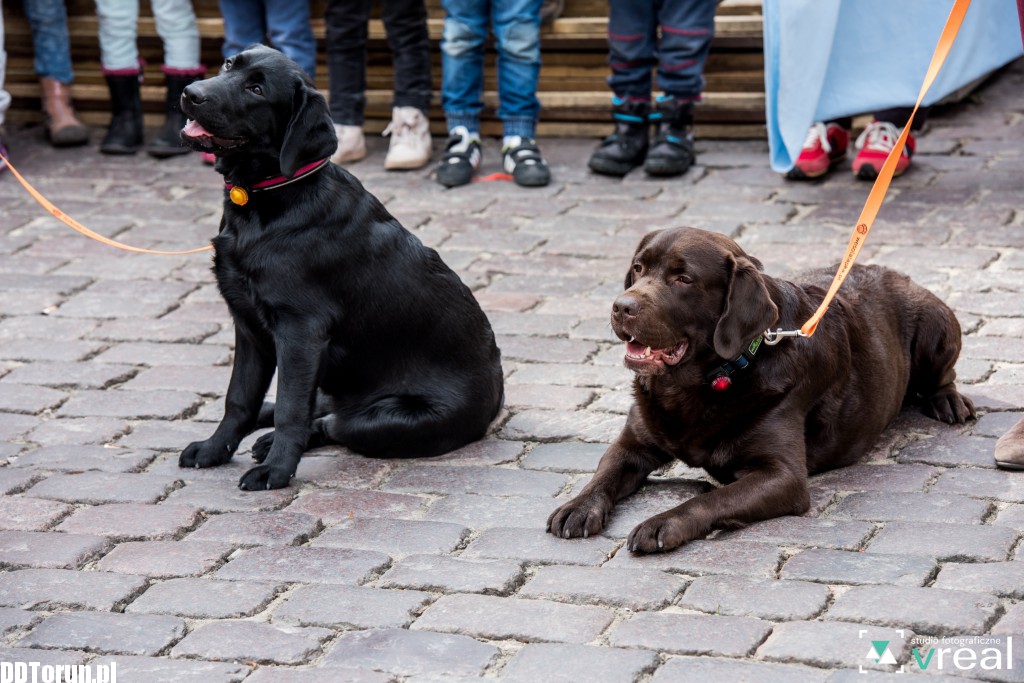 Święto Filutka i Filusia na starówce