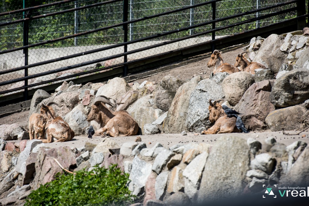Majowy weekend w zoo