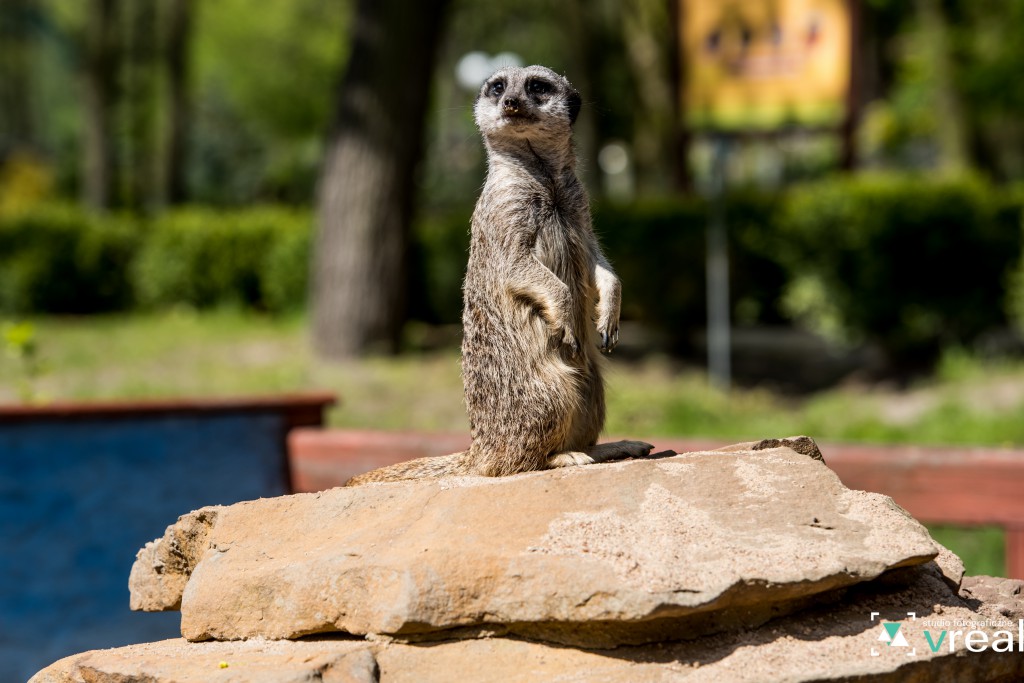 Majowy weekend w zoo