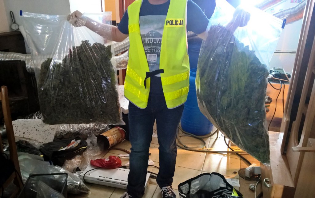 Plantacja konopi zlikwidowana!