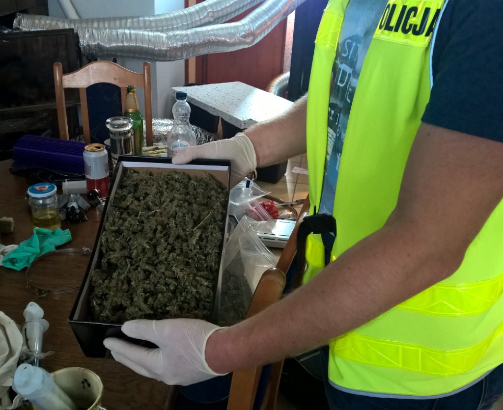 Plantacja konopi zlikwidowana!