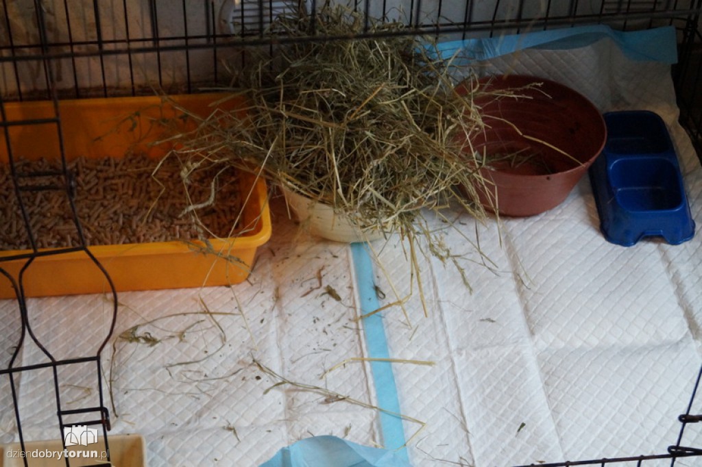 Po akcji w agro w Brzozie pod Toruniem