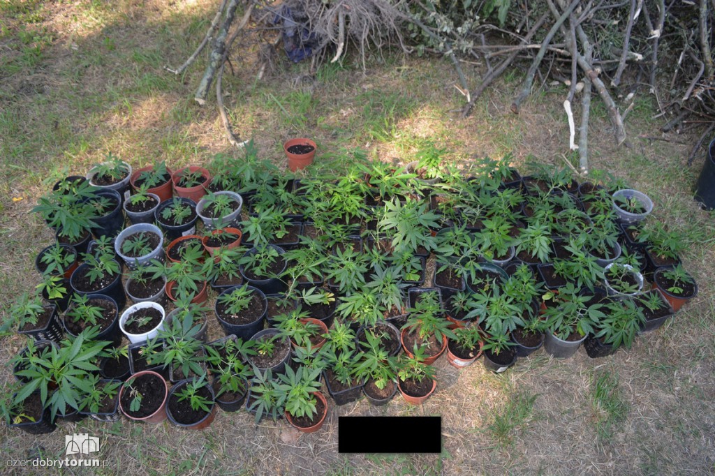 Wielka plantacja marihuany