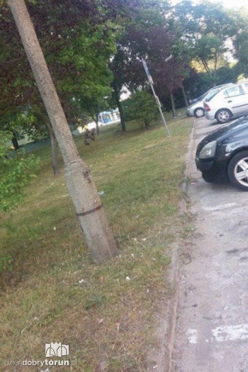 Śmieci przed blokiem. Ludzie mają dość